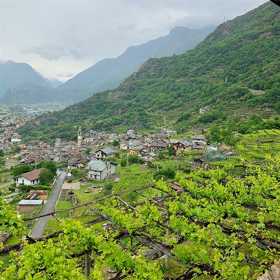 Steep terraced vineyards of pergola-trained Nebbiolo sit on the mountain slopes above the tiny village of Carema